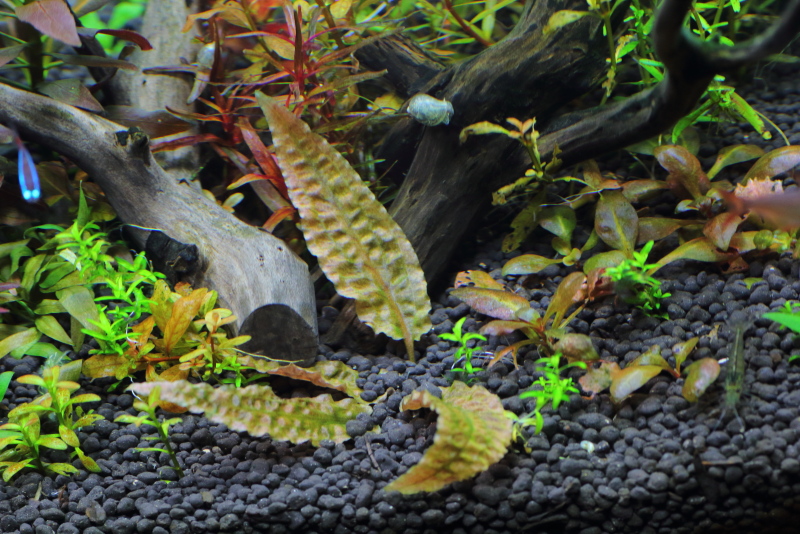 植栽から1日目　クリプトコリネ　ブローサ